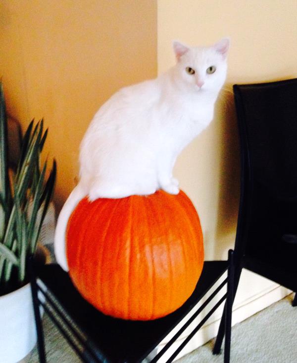 /Images/uploads/Humane Rescue Alliance/HRACalendarPhotoContest/entries/8520thumb.jpg